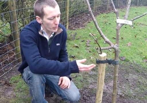 Checking tree ties